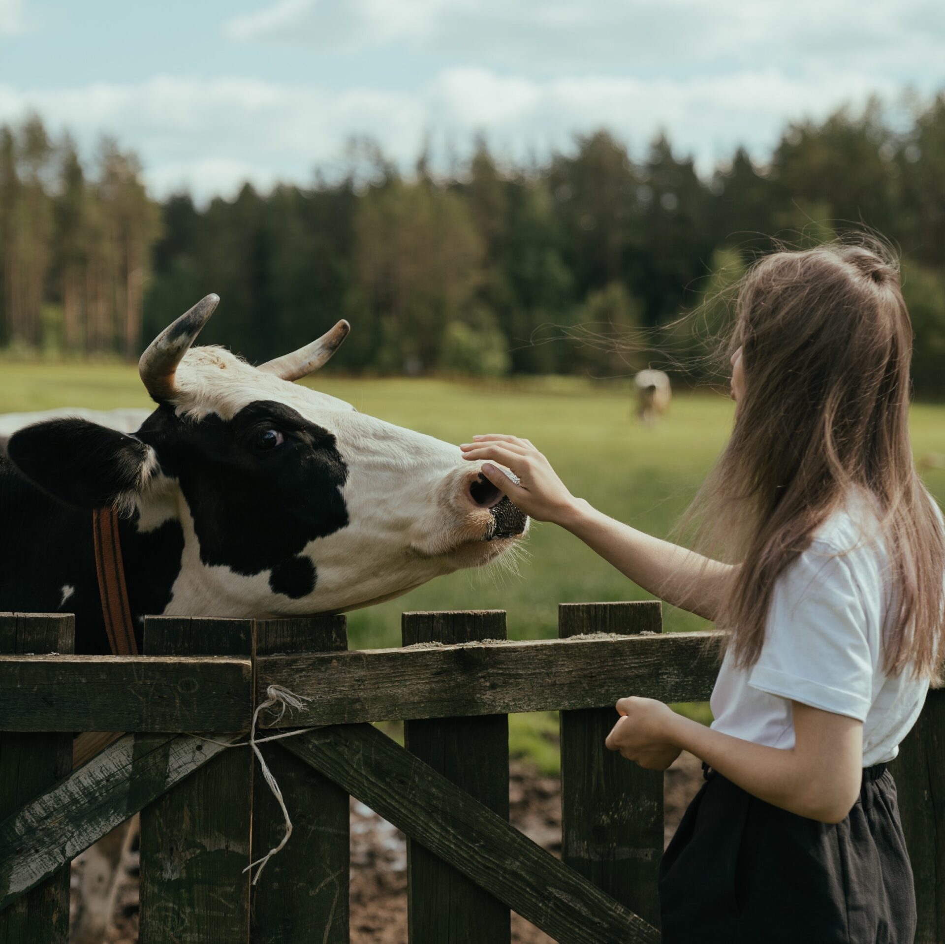 mucca e ragazza