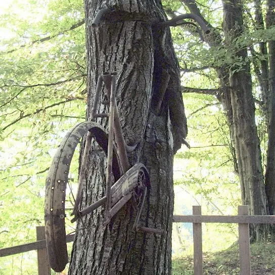 bici sull'albero alpago